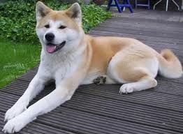 akita.jpg akita.jpg