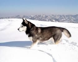 alaska.jpg alaska.jpg